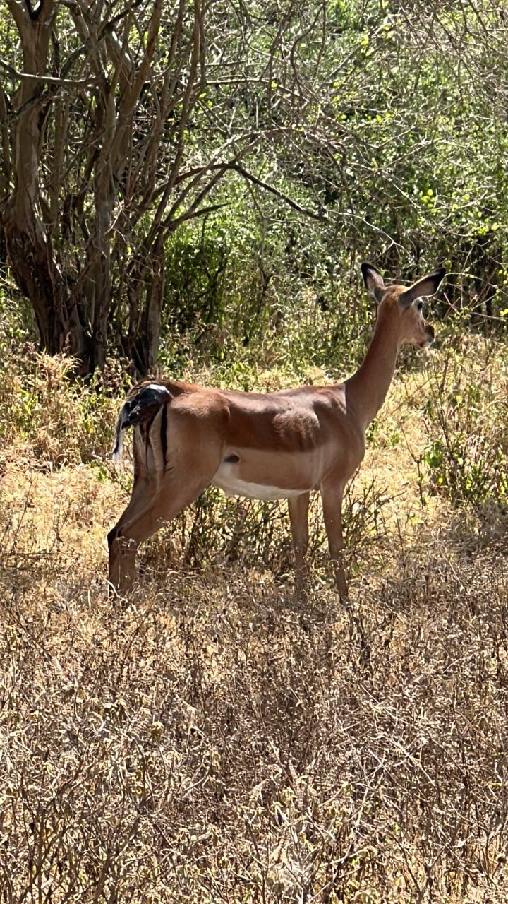 Nairobi National Park