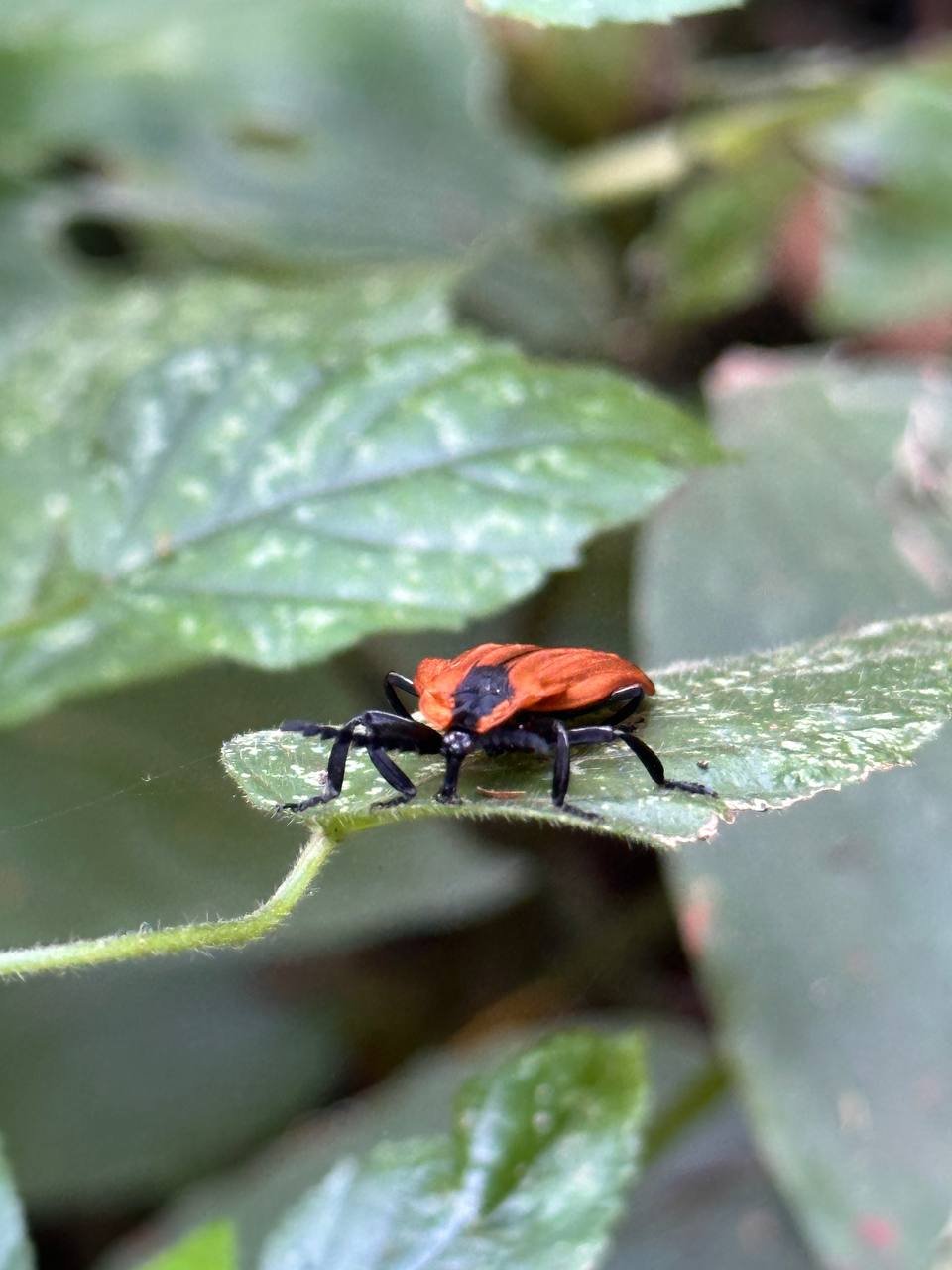 Amboseli National Park